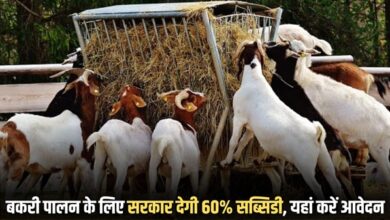 Goat Farmiing Loan Apply